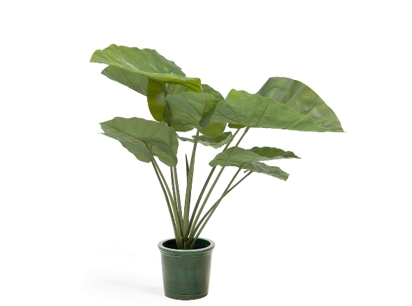 Искусственное растение Alocasia пахучая с черным горшком 57 см
