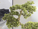 Bankan - bonsai 75cm Искусственное растение из 2 предметов