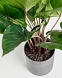 Flower Искусственный антуриум 45 см