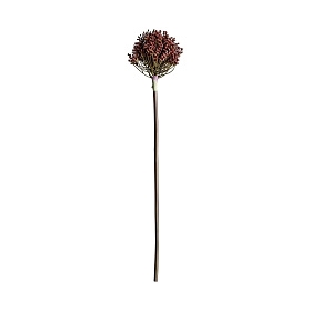 Растение ALLIUM фиолетового цвета