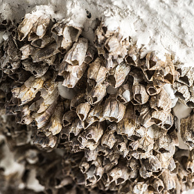 Настольная лампа Thora