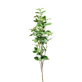 Листья растения FICUS