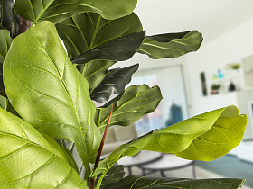 Higuera violin Искусственное растение H250