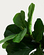 Flower Искусственное растение листовой скрипки 145см