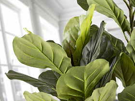 Higuera violin Искусственное растение H200