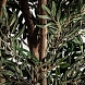 Растение папоротника HELECHO