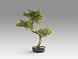Bankan II bonsai 49cm Искусственное растение