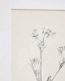 Картина Lirena с ботанической иллюстрацией 50 x 70 см