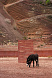 Ковер Colorado clay
