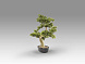 Bankan - bonsai 75cm Искусственное растение 