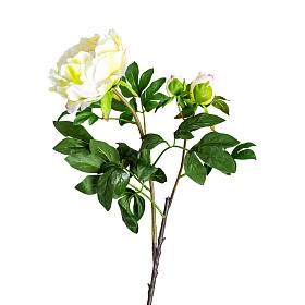 Цветок белого цвета ROSA