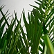 Пальмовое растение искусственное PALMERA