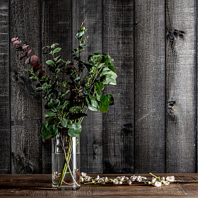 Листья растения FICUS