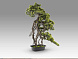 Kengai bonsai 74CM Искусственное растение