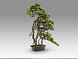 Kengai bonsai 74CM Искусственное растение