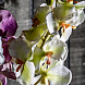 Цветок фиолетового цвета ORQUÍDEA