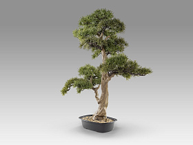 Chokkan - bonsai 83cm Искусственное растение