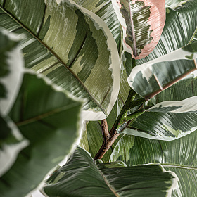 Искусственное растение ROBLE BLANCO