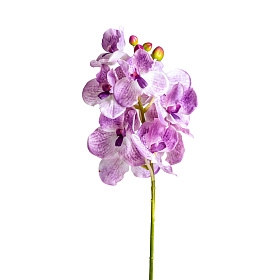 Цветок фиолетового цвета ORQUÍDEA