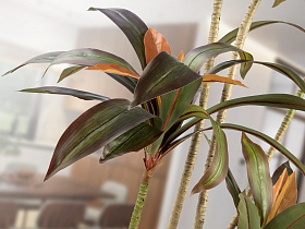 Dracena roja Искусственное растение H220