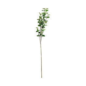 Листья растения FICUS