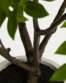 Искусственное дерево Rhus в белом горшке, 185 см