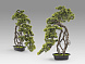 Kengai bonsai 74см Искусственное растение из 2 предметов