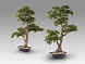 Chokkan - bonsai 83cm Искусственное растение из 2 предметов