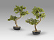 Bankan II bonsai 49cm набор из двух предметов