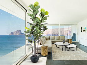 Higuera violin Искусственное растение H250