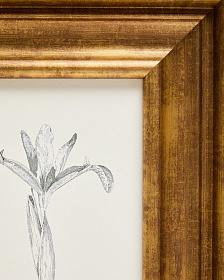 Картина Yalira с ботанической иллюстрацией 70 x 32,8 см