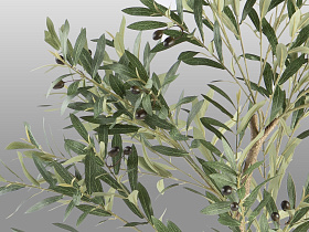 Olivo Искусственное растение H180