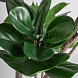 Искусственное растение FICUS 37727