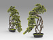 Kengai bonsai 74см Искусственное растение из 2 предметов