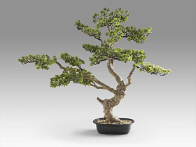 Sokan - bonsai 81cm Искусственное растение из 2 предметов