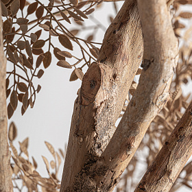 Искусственное растение OLIVO 37736