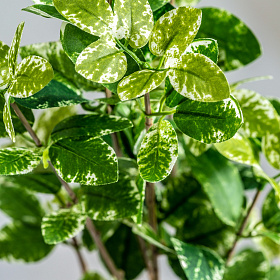 Листья растения FICUS
