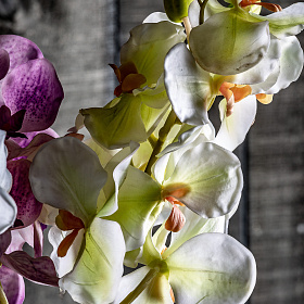 Цветок фиолетового цвета ORQUÍDEA