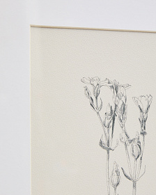 Картина Lirena с ботанической иллюстрацией 70 x 50 см