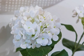 Гортензия Белая