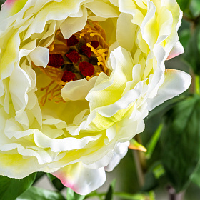 Цветок белого цвета ROSA