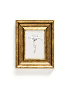 Картина Yalira с ботанической иллюстрацией 70 x 32,8 см