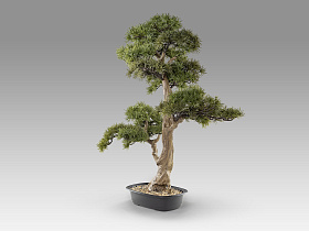 Chokkan - bonsai 83cm Искусственное растение из 2 предметов