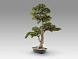 Chokkan - bonsai 83cm Искусственное растение из 2 предметов