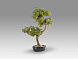 Bankan II bonsai 49cm Искусственное растение