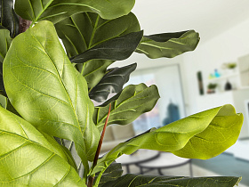 Higuera violin Искусственное растение H250