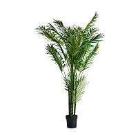 Пальмовое растение PALMERA