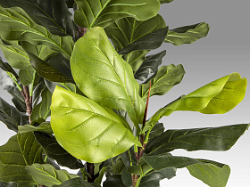 Higuera violin Искусственное растение H250