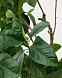 Ficus Искусственное дерево фикус в черном горшке 210 см