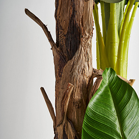 Банановое растение искусственное PLATANERO